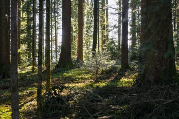 Urstamm Projektbild 1