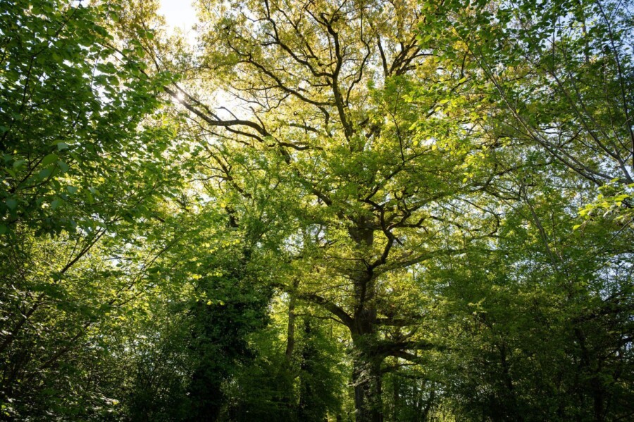 Urstamm Projektbild 2